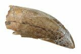 Serrated Tyrannosaur Tooth - Judith River Formation #260286-1